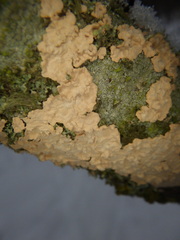 Corticium roseum