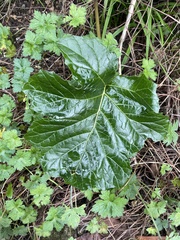 Acanthus mollis