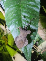 Dalader planiventris