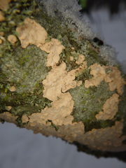 Corticium roseum