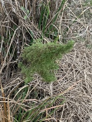 Eupatorium compositifolium