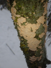 Corticium roseum