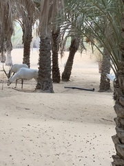 Oryx leucoryx