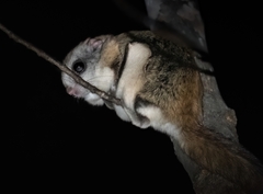 Glaucomys sabrinus