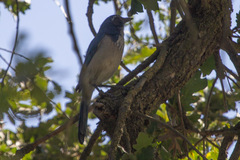 Aphelocoma californica