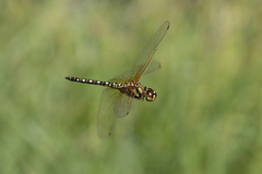 Hydrobasileus brevistylus