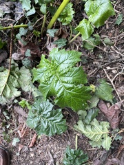 Acanthus mollis