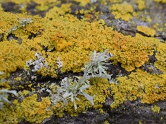 Xanthorioideae