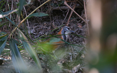 Pterorhinus pectoralis