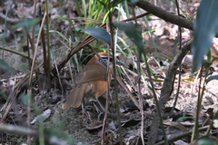 Pterorhinus pectoralis