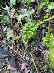 Acanthus mollis
