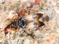 Anthocoridae