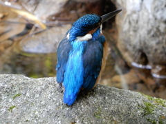 Alcedo atthis bengalensis