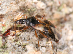 Anthocoridae