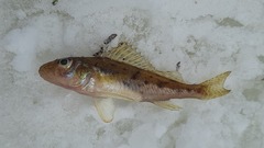 Gymnocephalus cernua