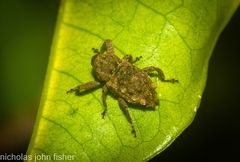 Pseudometyrus bicaudatus