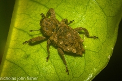 Pseudometyrus bicaudatus