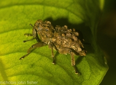 Pseudometyrus bicaudatus