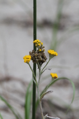 Helichrysum odoratissimum