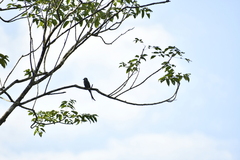 Dicrurus leucophaeus