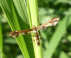 Geina tenuidactylus