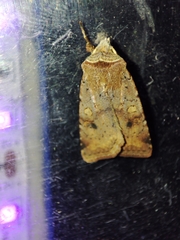 Cerastis faceta