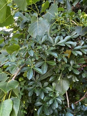 Cissus striata