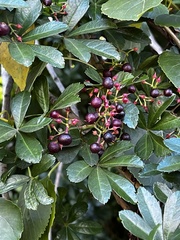 Cissus striata