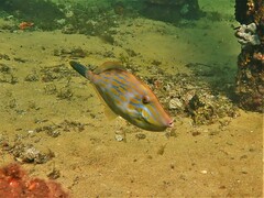 Eubalichthys mosaicus
