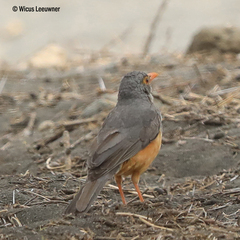 Turdus