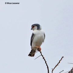 Polihierax semitorquatus