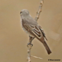 Bradornis microrhynchus