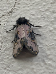 Xanthopastis moctezuma