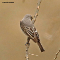 Bradornis microrhynchus