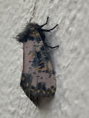 Xanthopastis moctezuma