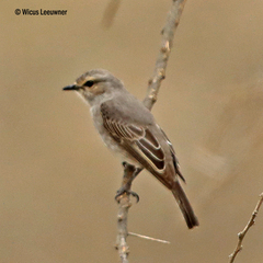Bradornis microrhynchus