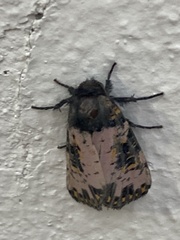 Xanthopastis moctezuma