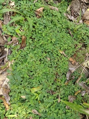 Biophytum sensitivum