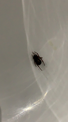 Steatoda nobilis