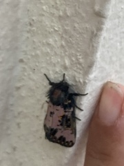Xanthopastis moctezuma