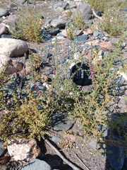 Salsola