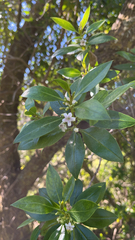 Myoporum laetum