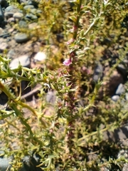 Salsola