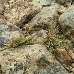 Deschampsia antarctica