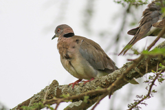 Streptopelia decipiens