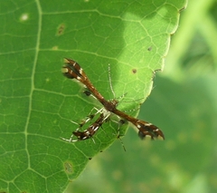 Geina periscelidactylus