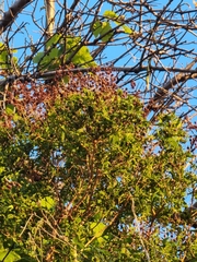 Hypericum canariense