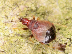 Microphysidae