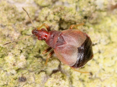 Microphysidae