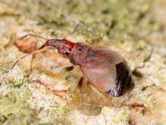 Microphysidae